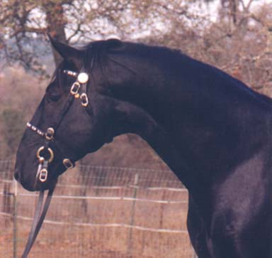 rare black lipizzan stallion