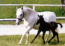 Mare and foal