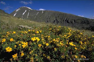 Quandary Peak