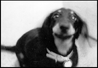 My Dog Bear