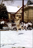 Snow Queen