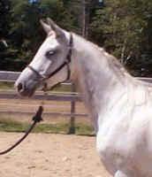 En odota Hilpasta n�yttelyt�hte�, vaan kiltti� ja k�rsiv�llist� �iti� tuleville varsoille. Vaikka Hilpan rakenne ei ole huippuluokkaa uskon, ett� Hilpan tulevat varsat ovat sopusuhtaisia rakenteensa puolesta. Ovathan Hilpan is� ja em�, is�nis�, is�nem�, em�nis�, em�nem�... todella hyv� rakenteisia.