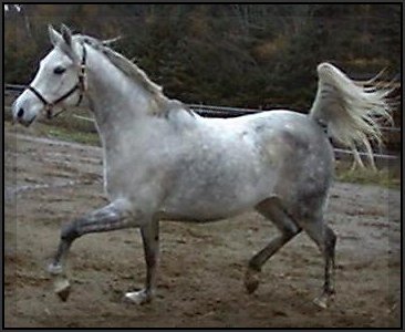 Hilpan eiii. on "legendaarinen" Sunflower's Al Sheik eli Hilpan suvussa on jonkin verran kuuluisuuksia, ei nyt ihan tavallinen tamma. T�ss� kuvassa Hilppa on nuorena lokakuun ilmoilla. P��kuva ja alempi kuva on otettu l�hiaikoina, siksi Hilppa on siin� vaaleampi kuin t�ss� kuvassa. Linssilude?