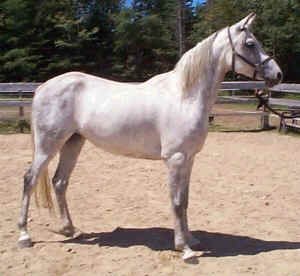 Hilpan p�� ei ole kovin arabimainen, mutta aito arabi se on. Toivottavasti Hilppa periytt�� hyv�n suorituskyvyn, kest�vyyden, suotavaa olisi my�s hyv� rakenne, mutta ennen kaikkea hyv�n luonteen.