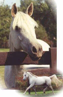Wall's Al Shama