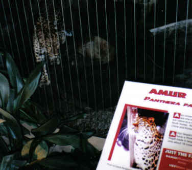 a panther