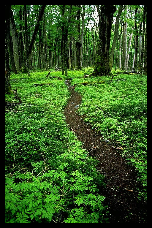 The Trail To Chaos!!!!