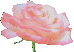 rose_button