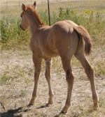 Hot Dun Hollywood out of Hoddy Mare