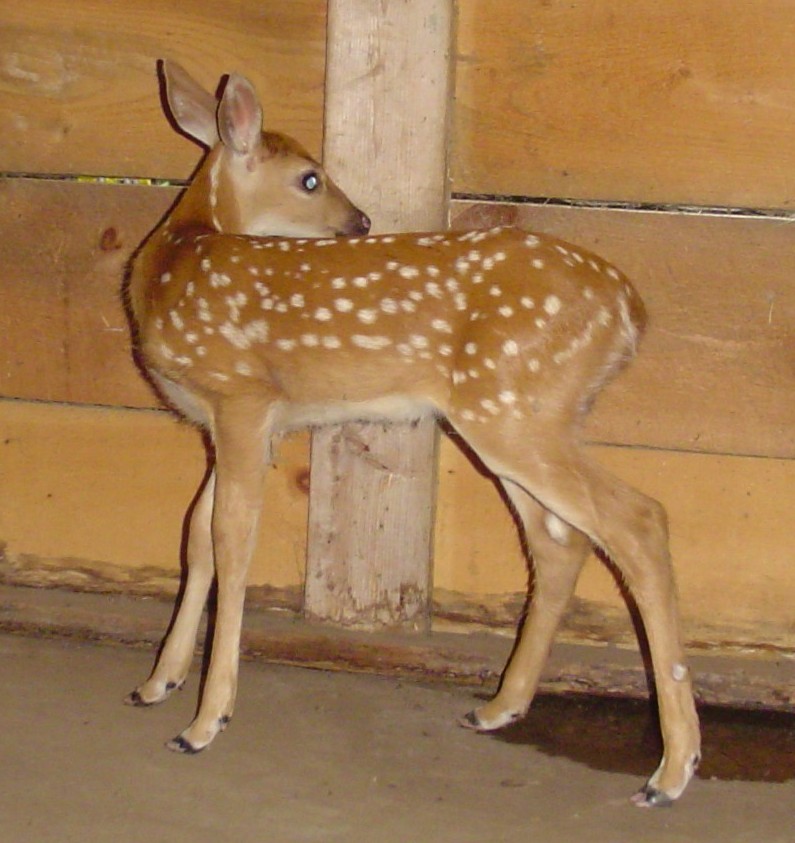 fawn