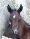 foal.jpg (6177 bytes)