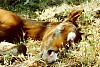 Sleeping Foal