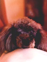 Peppy front view