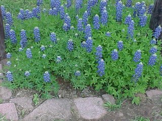Tim and Pats Bluebonnets
