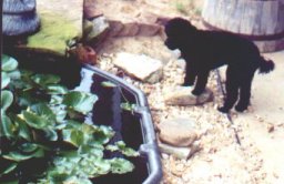Poco looking rather gingerly into the fish pond and at a safe distance