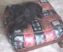 Poco's recliner