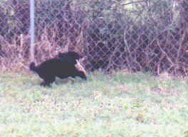 Rabbit just visible and Poco running all out after it and very close