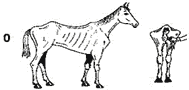 Picture of horse with score of 0