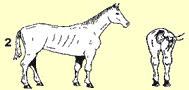 Picture of horse with score of 2