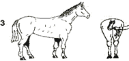 Picture of horse with score of 3