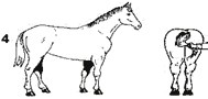Picture of horse with score of 4