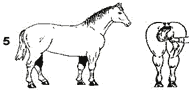 Picture of horse with score of 5