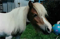 This is a photo of Spirit, a miniture pony that is brown and white in color with a white mane