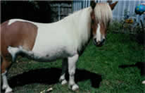This is a photo of Spirit, a miniture pony that is brown and white in color with a white mane