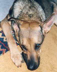 Senta