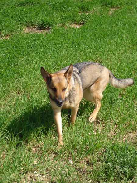 Senta