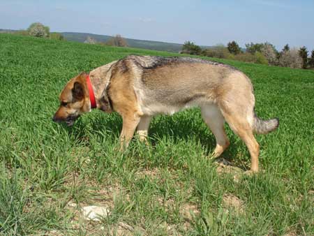 Senta