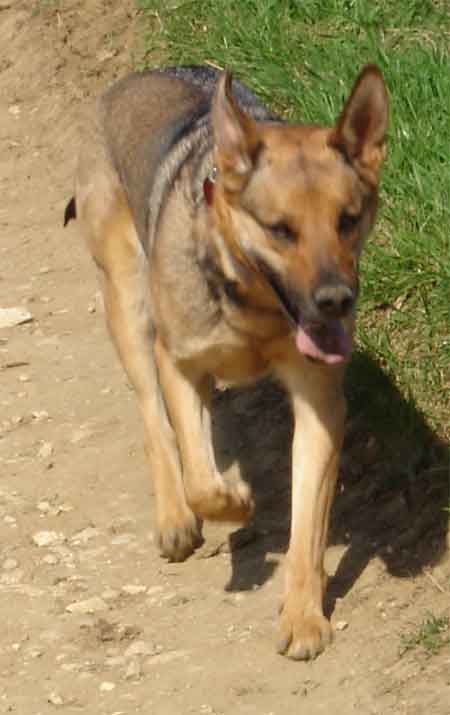 Senta