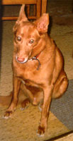 Hunde Freunde, Hunde Freundschaft, Hund Freund, Hund Freundschaft, Hundefreunde, Hundefreundschaft