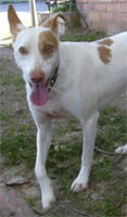 Hunde Freunde, Hunde Freundschaft, Hund Freund, Hund Freundschaft, Hundefreunde, Hundefreundschaft