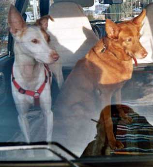 Polo und Luki