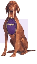 One chocolate Labrador, retrieving his master's velvety satchel of Crown Royal