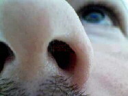 Noser !