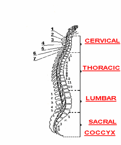 spinal column