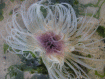 sea anemone