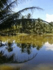 coconut and pond