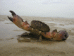 crab