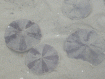 sand dollars