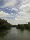 bamboo river