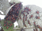 cotton stainers