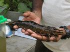 prawn farming
