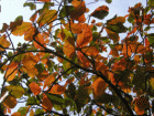 red leaves
