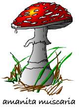 amanita muscaria
