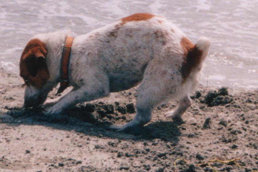 Angus digging at the beach