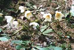 Flowers after the first sunrays of spring