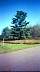 tree.jpg